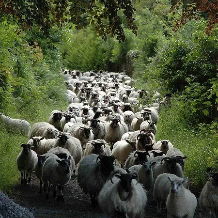 Nocleg ze śniadaniem Sharamore House 4*